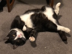 Cat photo thread