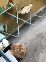 Not my cats and friends