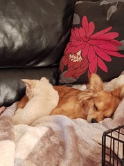 Adding another dog to the family - pros and cons?