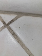 Chickenpox or bed bugs