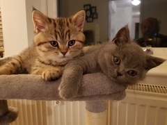 Not my cats and friends