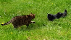 Not my cats and friends