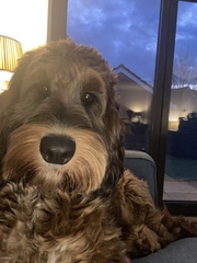 To think dogs are fantastic?