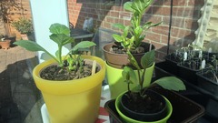 Who’s growing Dahlias this year