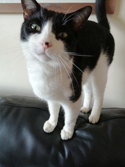 Cat photo thread