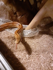 Does anyone have an unusual pet? Meet "Pancake" (probably don't click if you don't like insects - she's a praying mantis)
