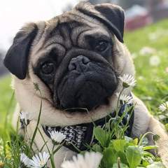 To think dogs are fantastic?