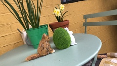 Not my cats and friends