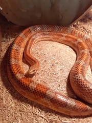 Does anyone have an unusual pet? Meet "Pancake" (probably don't click if you don't like insects - she's a praying mantis)