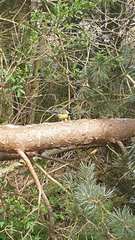 Nature Notes: the 2022 edition