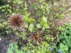 Name that bush!