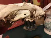 To ask what on earth is this?