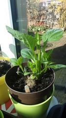 Who’s growing Dahlias this year