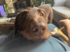Who looks after ddog when I have the baby?
