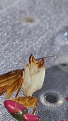 Does anyone have an unusual pet? Meet "Pancake" (probably don't click if you don't like insects - she's a praying mantis)