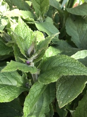 Plant ID help please