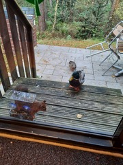 Center Parcs Whinfell advice and tips