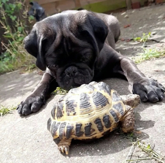 To think dogs are fantastic?