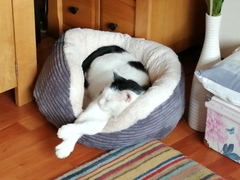 Cat photo thread