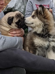 Puppy survival graduates of 2020! Come hither!