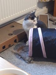 Cat photo thread