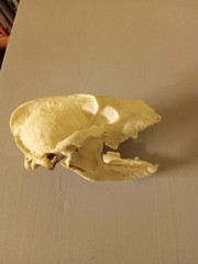 To ask what on earth is this?