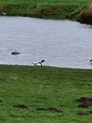 Come on in, chat thread