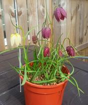 Come on in, chat thread