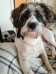 To think dogs are fantastic?