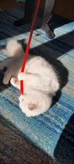 White cats, pink ears, sun cream: I have questions