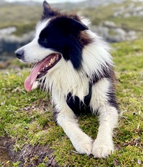 To think dogs are fantastic?