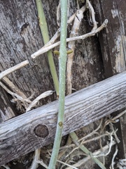 5th summer here.  This has shown no sign of life until now...what is it?