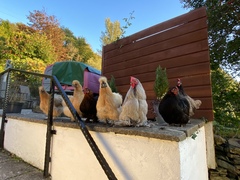 Let's have a cockerel appreciation thread.