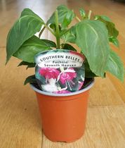 Fuchsia help needed, have they got too much or too little water?