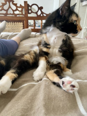 My new baby - 11 yr old calico girl 💕