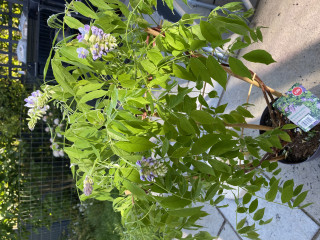Wisteria identification help