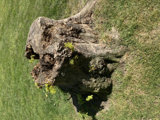 Aren't trees amazing?