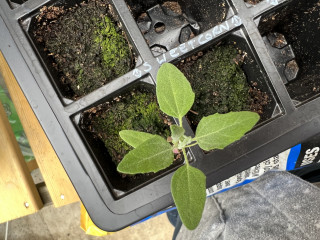 Surprise seedling! 