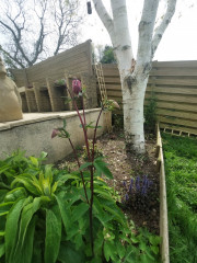 New unruly garden