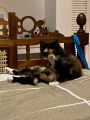 My new baby - 11 yr old calico girl 💕