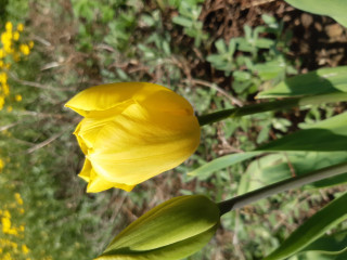 Are these the very best tulips?
