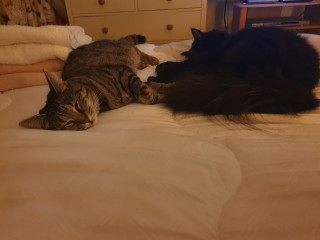 Pictures to cheer people up 😃