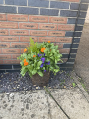 Re-pot?