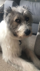 What other owners say  good and bad about your dog
