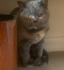 Swagger Inn 171.  Spring is just around the corner, but the HBFs still need their overcoats to keep us warm.