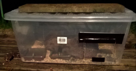 Can you train a hedgehog?