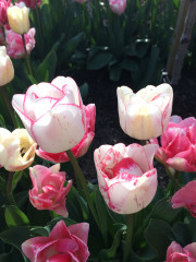 What should you do with tulips after they’ve bloomed?