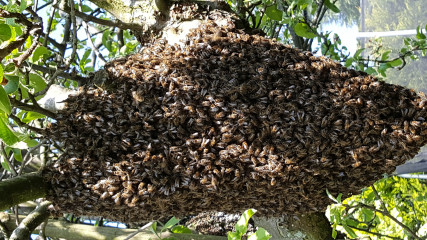 to give you the heeby jeebies wasps/bees