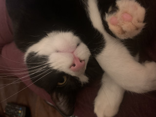 Cat photo thread