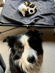 Pictures to cheer people up 😃